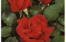 Fotografia 3 naturalnych czerwonych róż z liśćmi