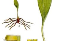 Rycina przedstawiająca nasięźrzał – roślinę z korzeniem i fragment liścia