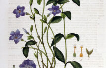 Kolorowa ilustracja – gałązki z zielonymi listkami i fioletowymi kwiatkami oraz z korzeniem