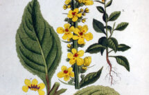 Barwna rycina: gałązka z 2 liśćmi, żółty kwiatostan, nasiona.
