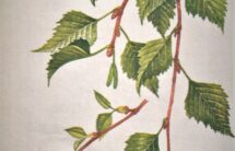 Kolorowa rycina – gałązka brzozy z liśćmi