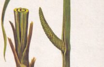 Kolorowa rycina – zielone kłącze, liść i kwiatostan tataraku