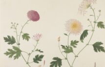 rycina przedstawia kolorowe rysunki kwiatów chtyzantem z pojedynczymi płatkami i wielopłatkowe