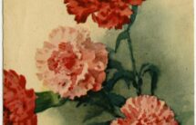 Fotografia pocztówki z bukietem 4 czerwonych i różowych goździków