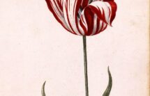 Rycina barwna przedstawiająca tulipan