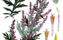 Kolorowa rycina – kwiatostan rośliny z fioletowymi kwiatkami, liść i inne części rośliny