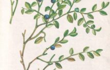 Kolorowa rycina – gałązka z drobnymi listkami i drobnymi okrągłymi owocami