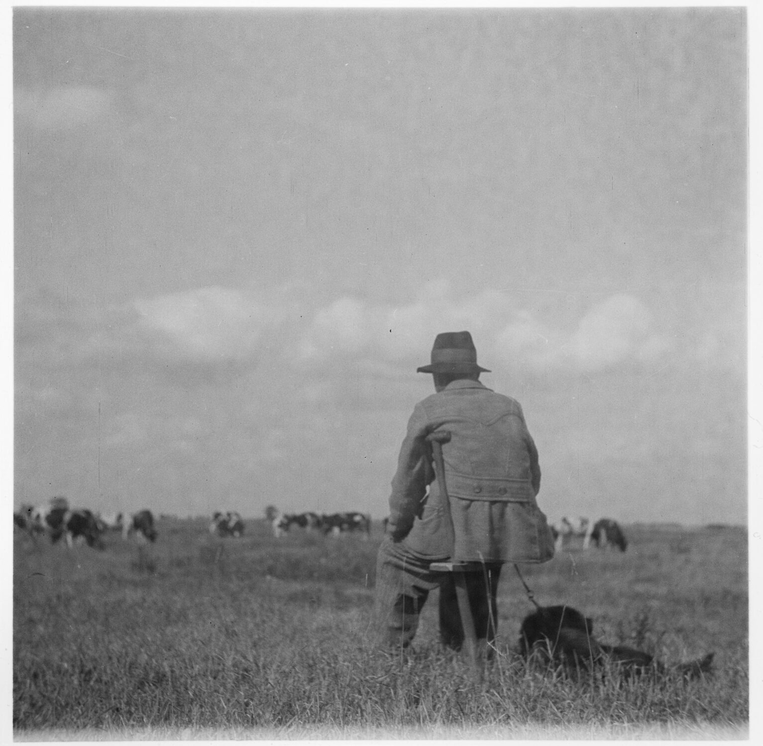 Pastuch bydła