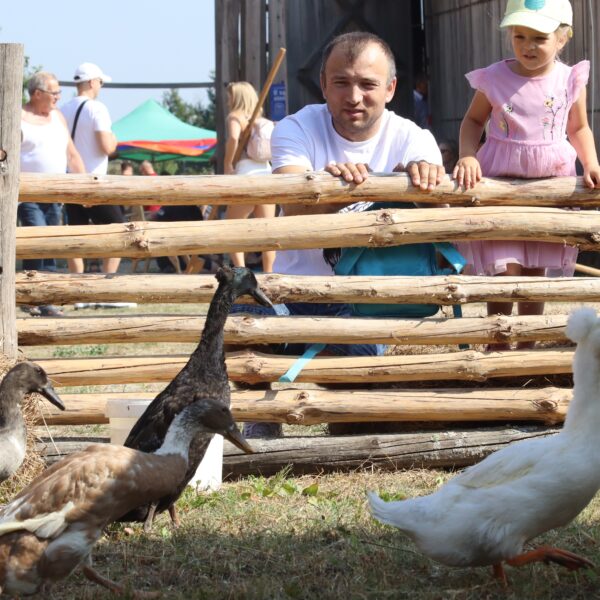 Mężczyzna i dziewczynka oglądają gęsi