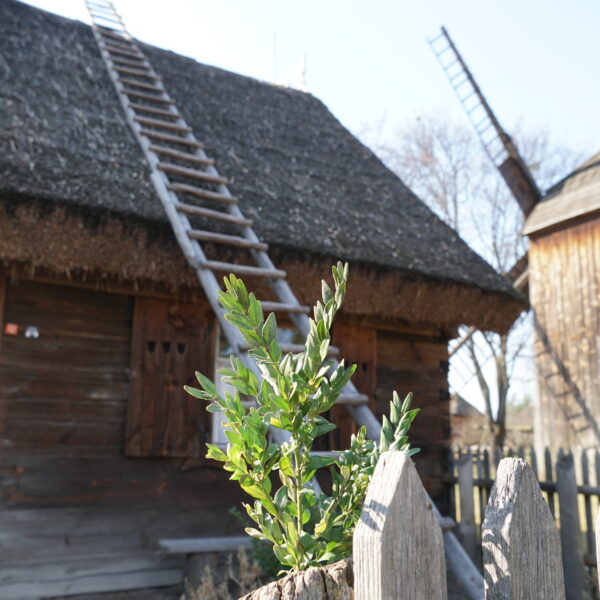 Gałązka bukszpanu wciśnięta w drewniany płotek przed drewnianą, wiejską chałupą, w tle drewniany wiatrak.