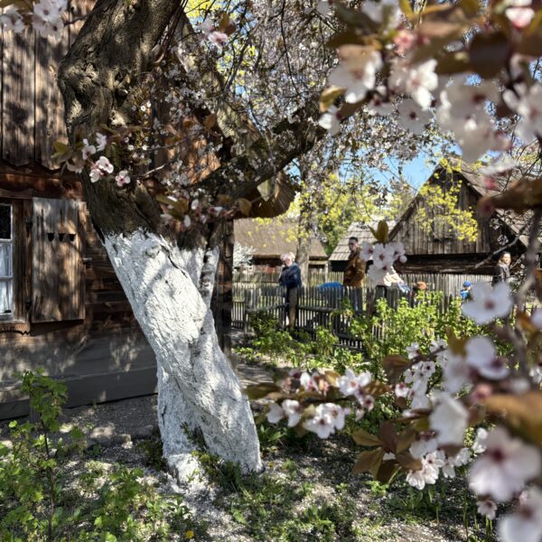 Kwitnące drzewo owocowe